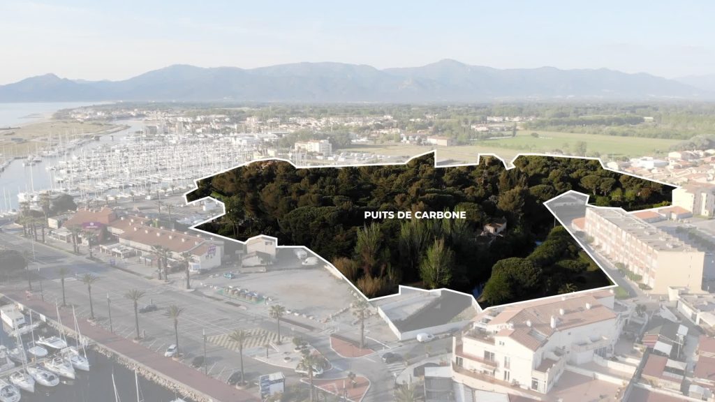 Environnement - puits de carbone